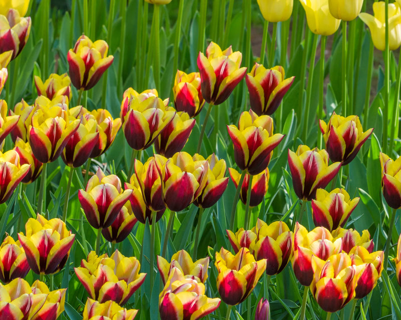 Tulip 'Gavota' (6 pack)