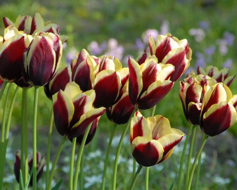 Tulip 'Gavota' (6 pack)