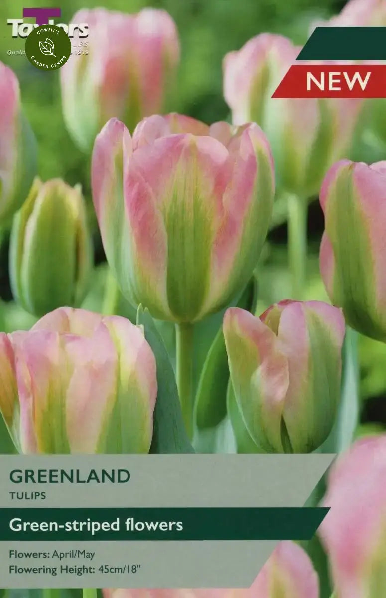 Tulip Greenland (5 pack)