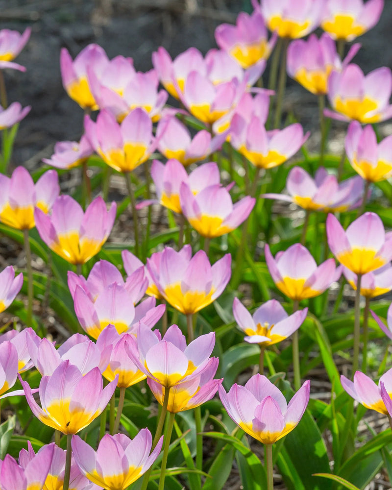 Tulip bakeri 'Lilac Wonder' (12 pack)