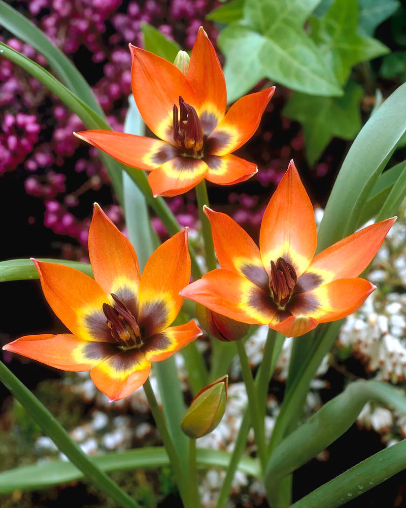 Tulip Little Princess 6-8 P/P