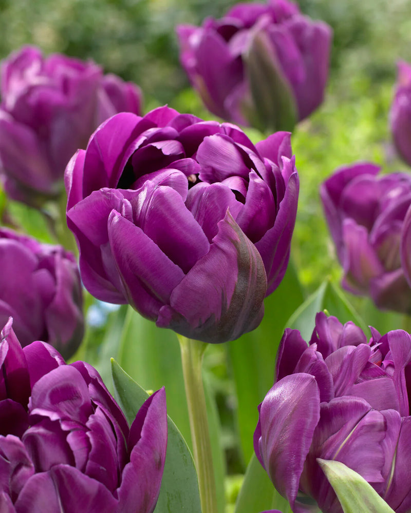 Tulip 'Negrita Double' (7 Pack)