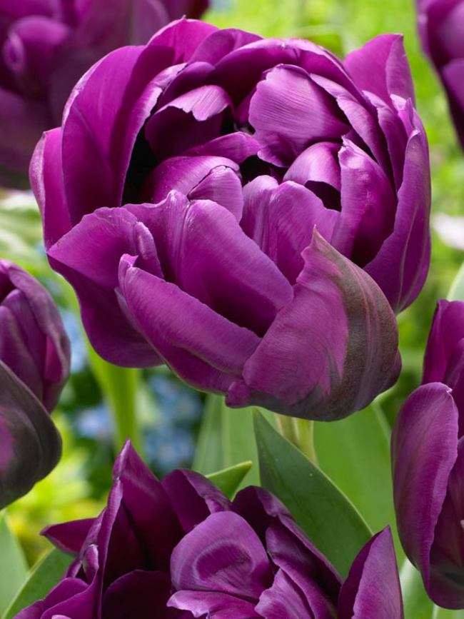Tulip 'Negrita Double' (7 Pack)