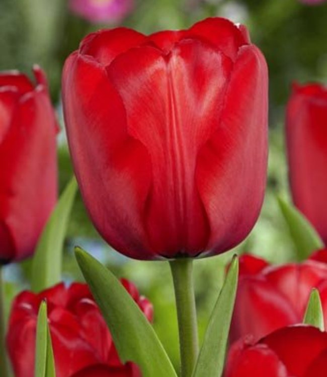 Tulip 'Red Impression' (7 Pack)