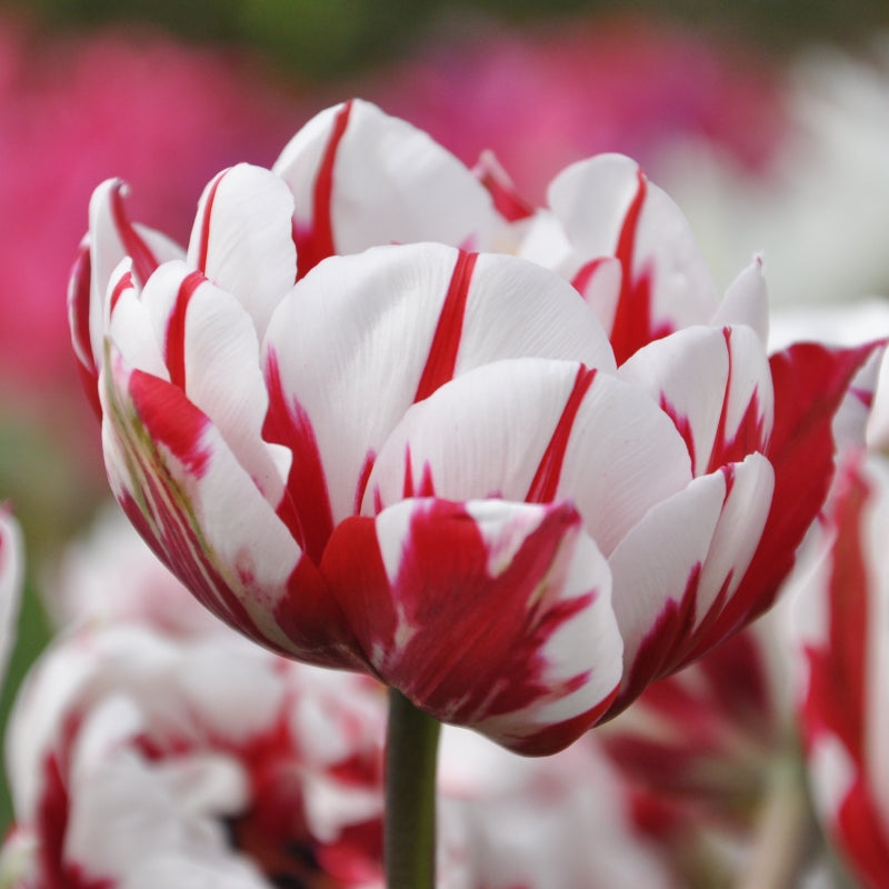 Tulip 'Carnaval De Nice' (5 Pack)