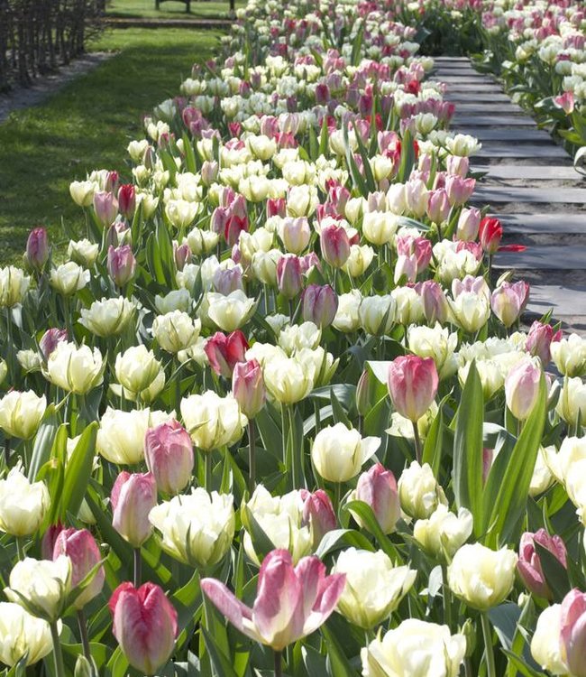 Tulip 'Purissima' (15 pack)