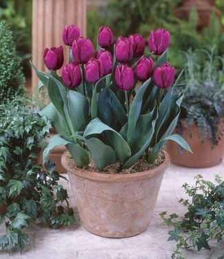 Tulip 'Parrot Prince' Bulbs (8 pack)
