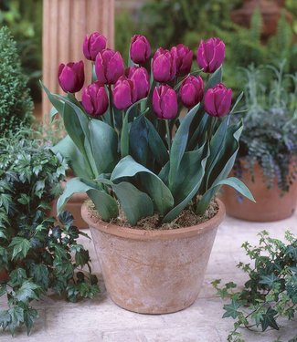 Tulip 'Parrot Prince' Bulbs