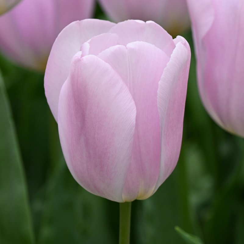 Tulip 'Synaeda Amor' (8 Pack)