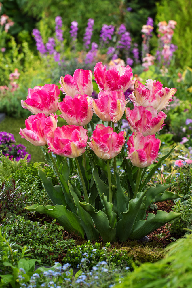Tulip 'Cabanna' Bulbs