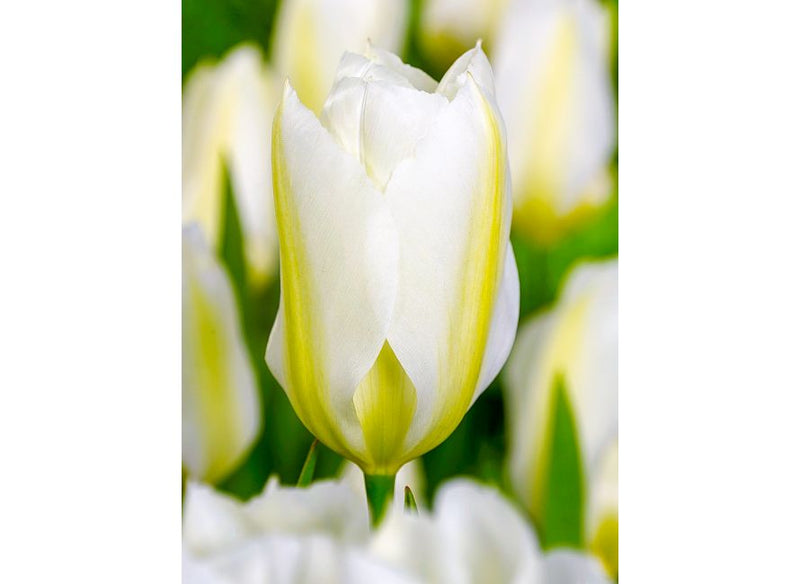 Tulip 'Purissima' (15 pack)