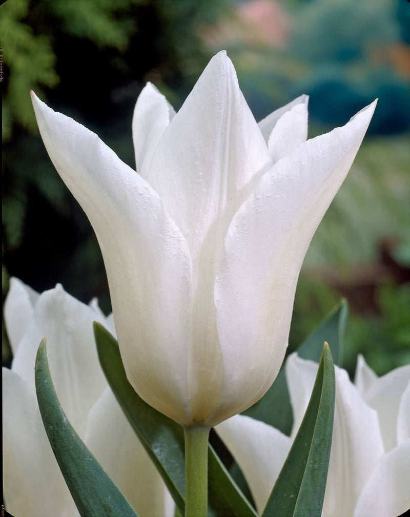 Tulip 'White Triumphator' (6 Pack)