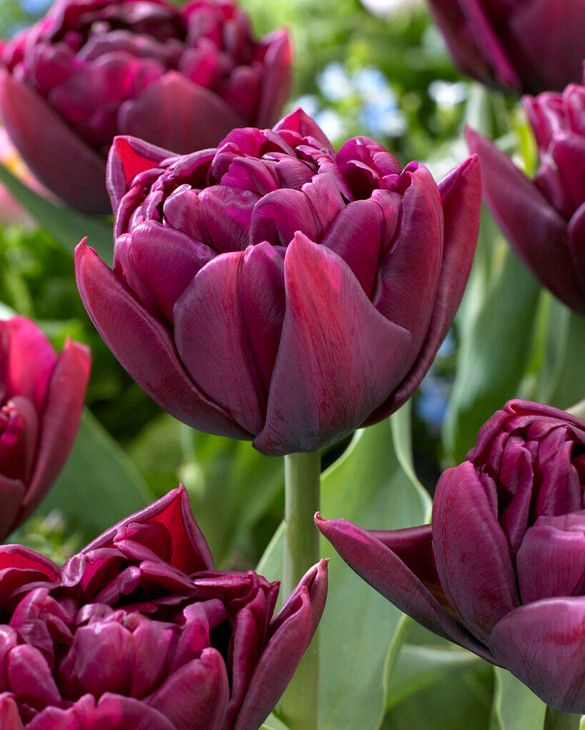 Tulip 'Alison Bradley' (7 pack)