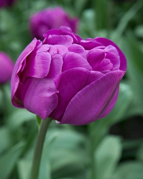 Tulip 'Negrita Double' (7 Pack)