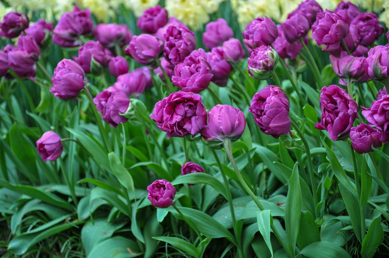 Tulip 'Negrita Double' (7 Pack)