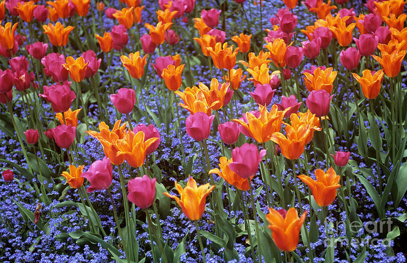 Tulip 'Ballerina' (12 Bulbs Per Pack)