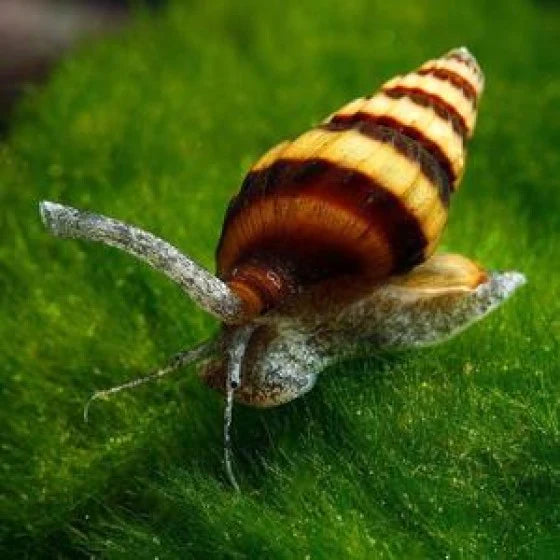 Assassin Snail | Anentome helena (L)