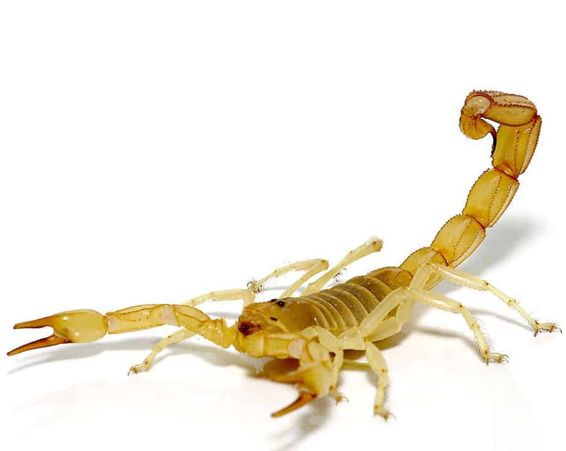 Scorpion Gold