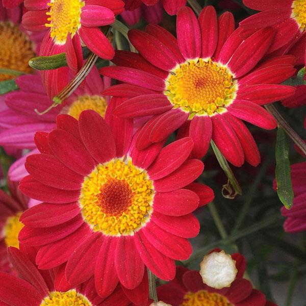 Argyranthemum 'Madeira Red' (2  Litre)