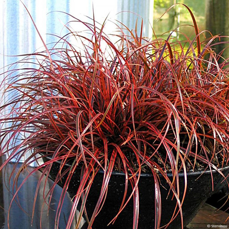 Uncinia rubra 'Everflame' | Red Hook Sedge 2 Litre