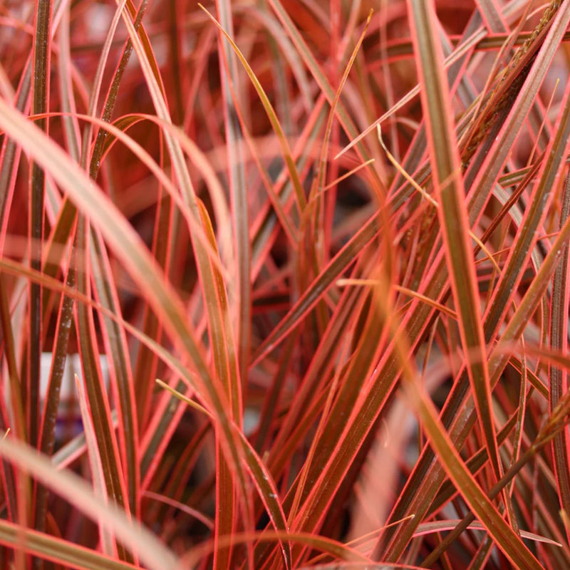 Uncinia rubra 'Everflame' | Red Hook Sedge 2 Litre