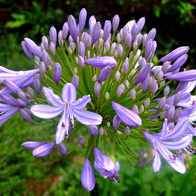 Agapanthus Blue Umbrella - African Lily