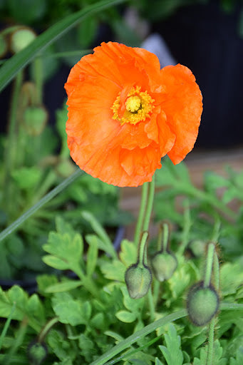 Papaver 'Garden Gnome' 9cm