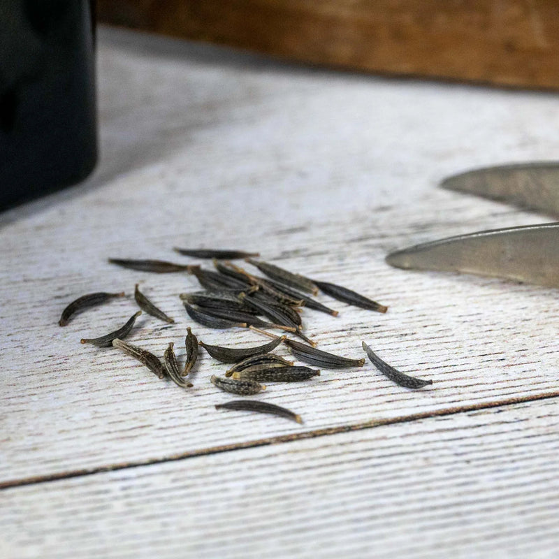 Natures Haven Cosmos Sea Shells Rose