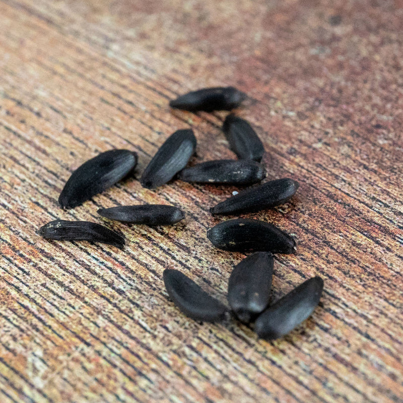 Natures Haven Sunflower Copper Queen