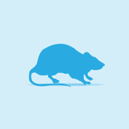 Monkfield Frozen Extra Large Rats