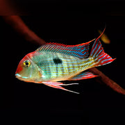 Red Head Tapajós Eartheater (Geophagus sp. 'Tapajós'); representative photograph.