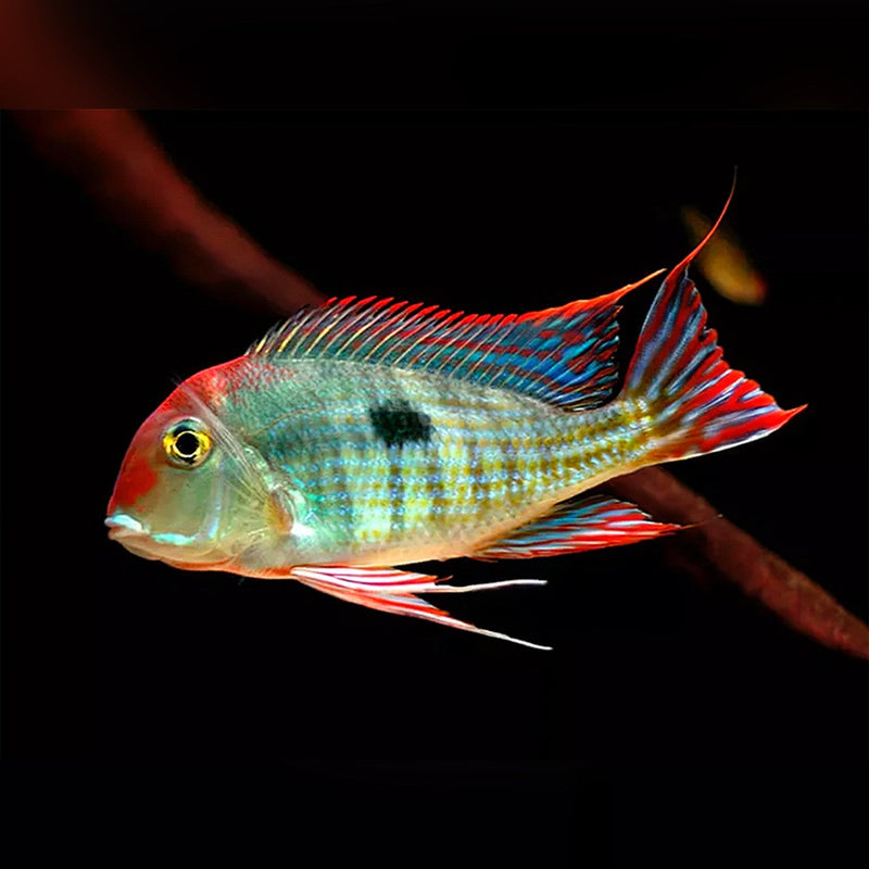 Red Head Tapajós Eartheater (Geophagus sp. 'Tapajós'); representative photograph.