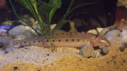 Representative horseface loach (Acantopsis choirorhynchos); exact species of stock unconfirmed. Photo: Alter welt, CC BY-SA 4.0, Wikimedia Commons.