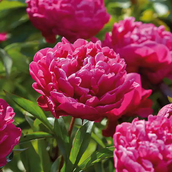 Paeonia Lactiflora | Karl Rosenfield (Peony)