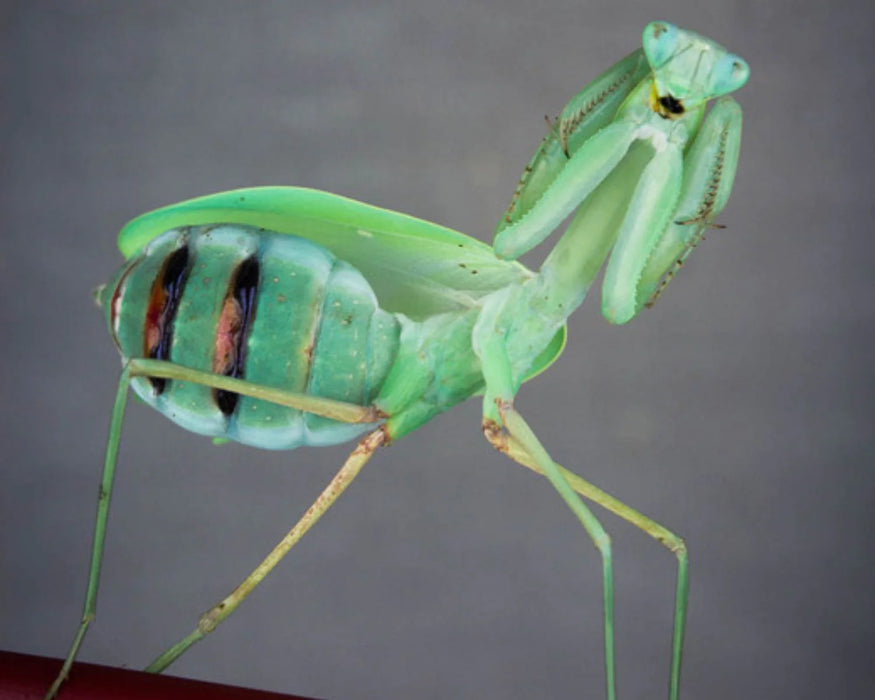 Indian giant mantis  | Hierodula membranacea