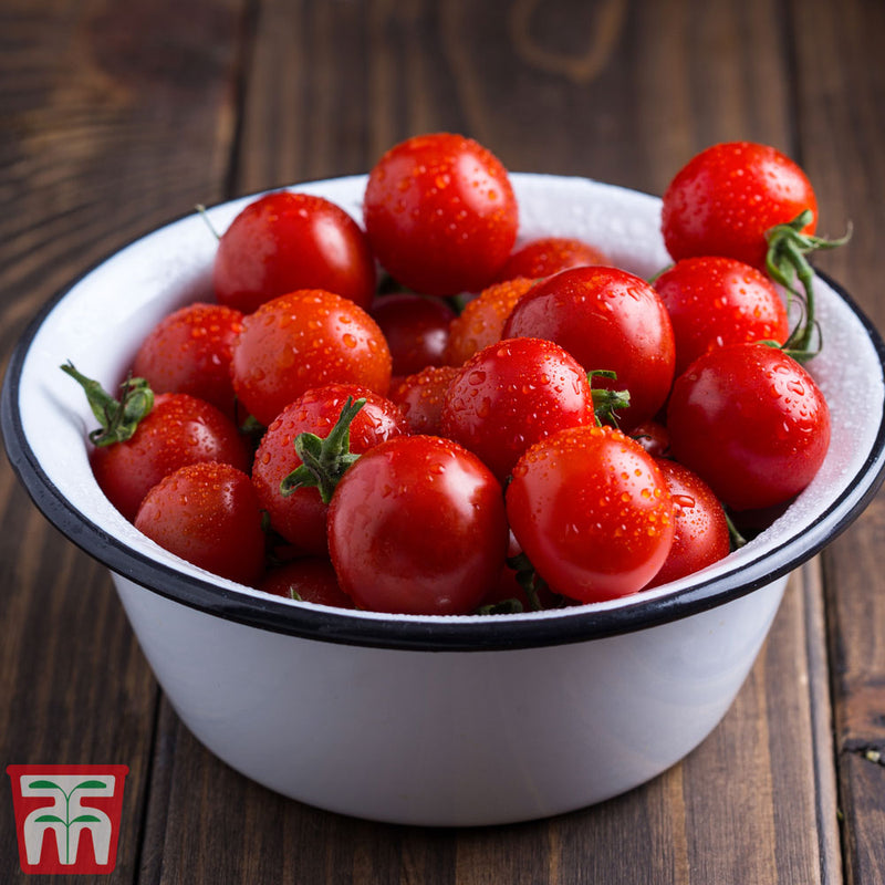 Tomato 'Veranda'