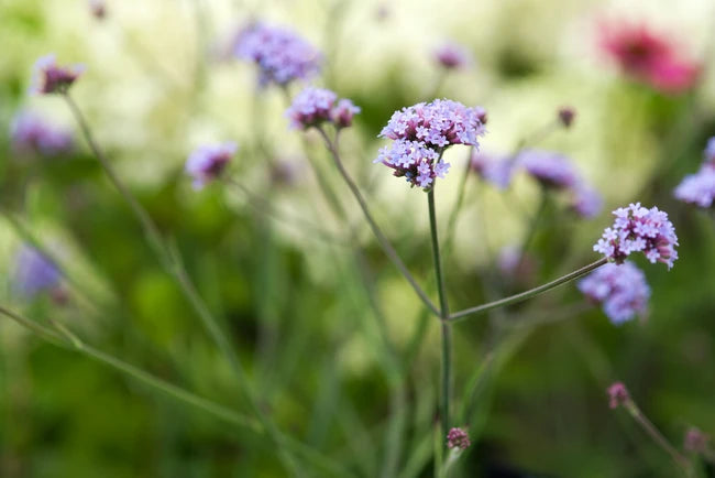 Verbena bonariensis 'Lollipop' with compact clusters of purple flowers