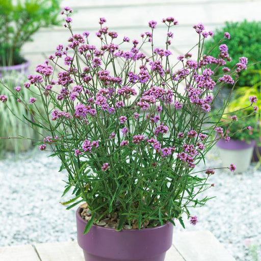 Verbena bonariensis 'Lollipop' flowering compactly in a container