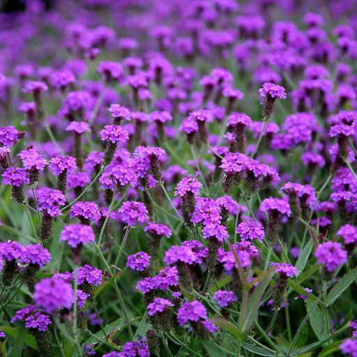 Verbena rigida with vivid purple flower clusters