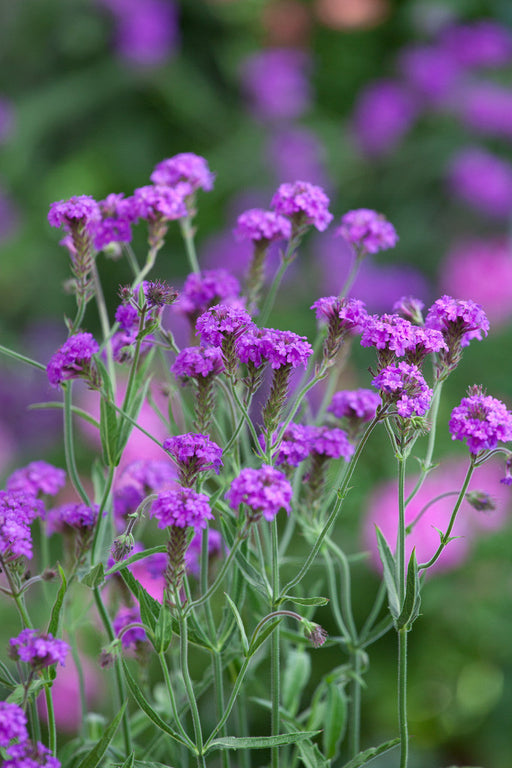Verbena rigida flowering in a sunny border