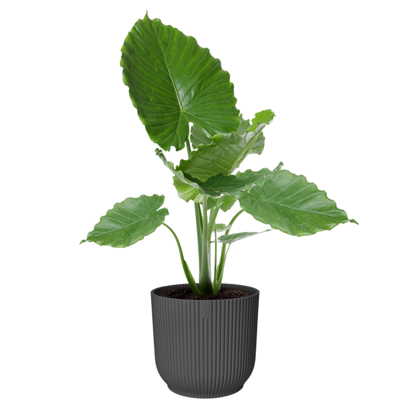 Elho Vibes Fold Round 30cm Anthracite – planted display