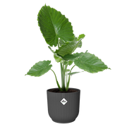 Elho Vibes Fold Round 30cm Anthracite – planted display