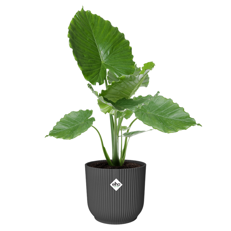 Elho Vibes Fold Round 30cm Anthracite – planted display