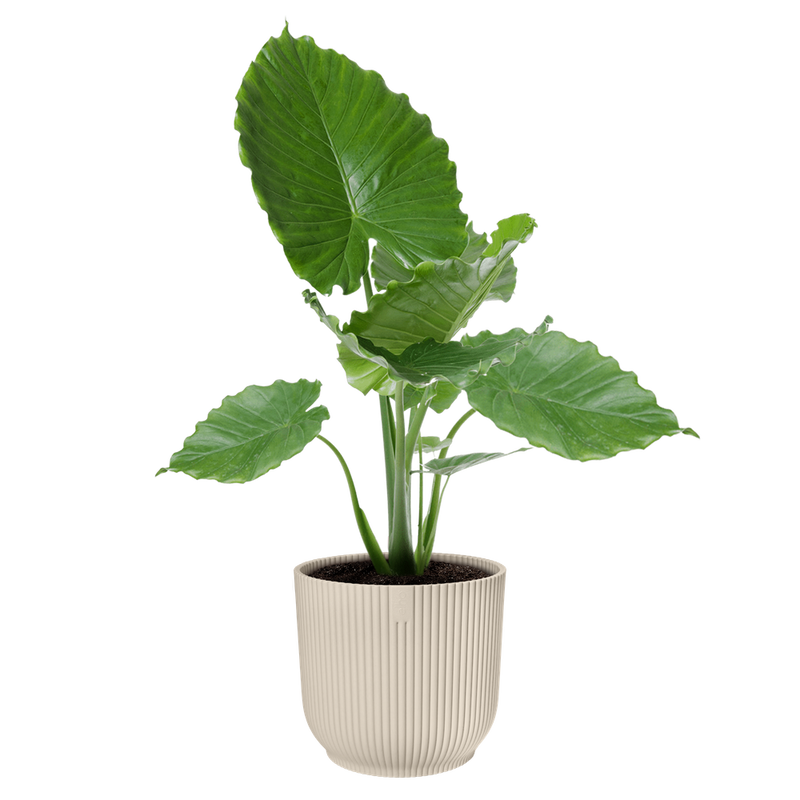Elho Vibes Fold Round 30cm Linen White – planted display