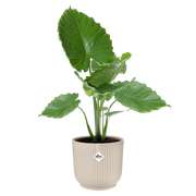 Elho Vibes Fold Round 30cm Linen White – planted display