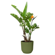 Elho Vibes Fold Round 30cm Fern Green – planted display