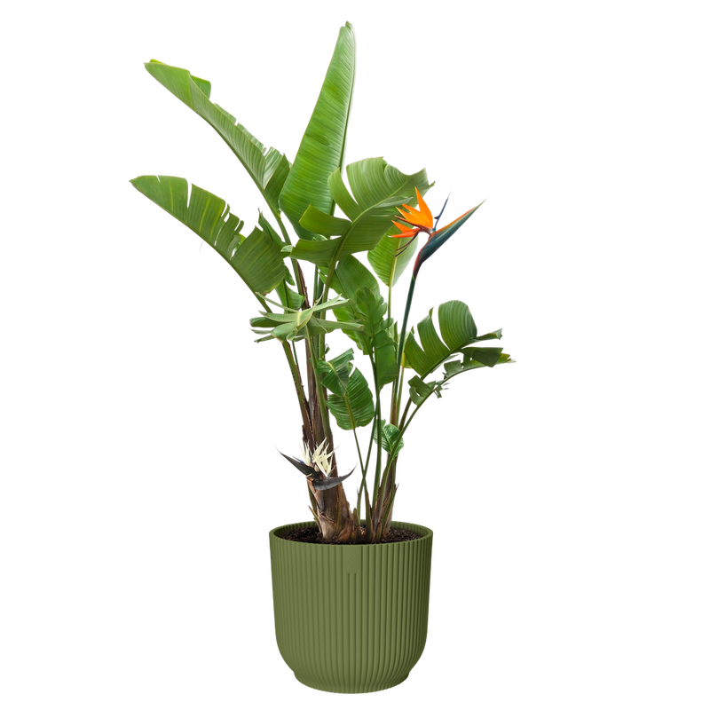 Elho Vibes Fold Round 30cm Fern Green – planted display
