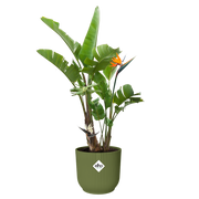Elho Vibes Fold Round 30cm Fern Green – planted display