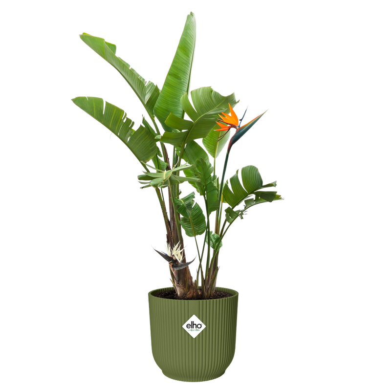Elho Vibes Fold Round 30cm Fern Green – planted display