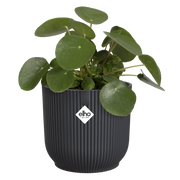 Elho Vibes Fold Round range – planted display